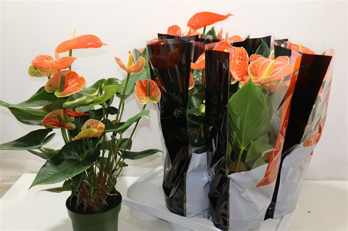 <h4>Anthu An Mad Orange</h4>