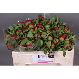 Paeonia Red Charm