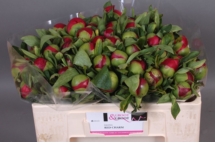 <h4>Paeonia Red Charm</h4>