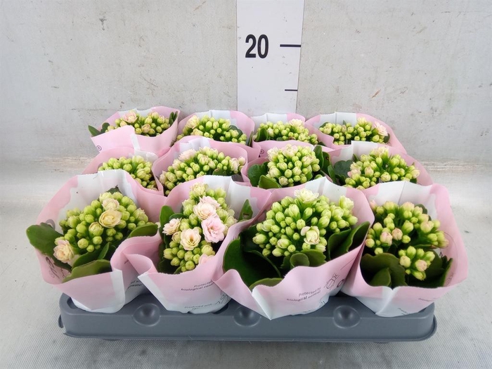 <h4>Kalanchoe   ...mini</h4>