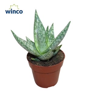 Aloe Mist