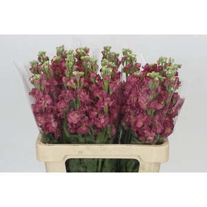 Matthiola incana StoX Antique Rose