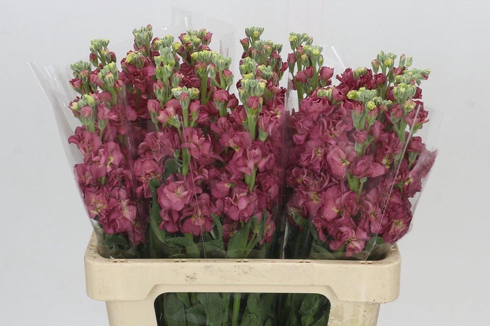 <h4>Matthiola incana StoX Antique Rose</h4>