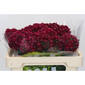 Dianthus Br Kiwi Dark Red