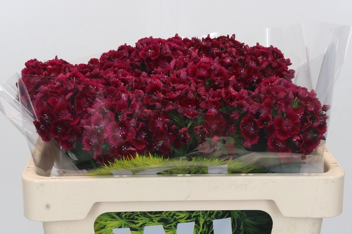 <h4>Dianthus Br Kiwi Dark Red</h4>