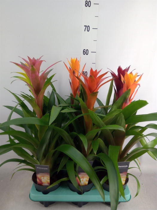 <h4>Guzmania   ...mix</h4>