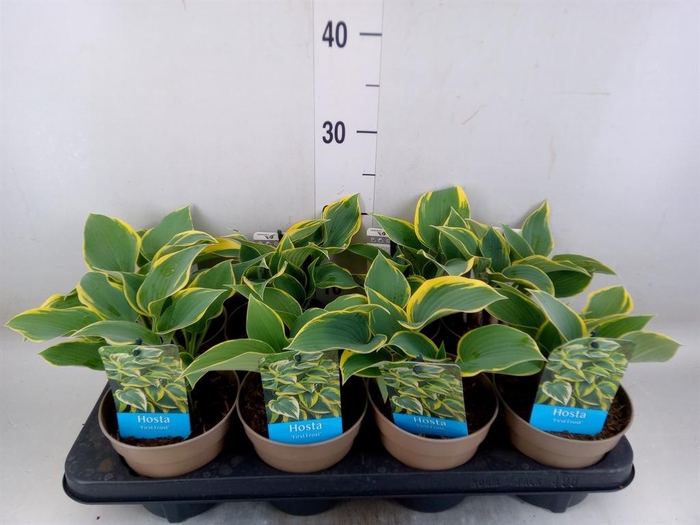 <h4>Hosta   ...</h4>