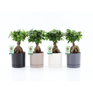 Ficus micr. Ginseng in Hainan keramiek 4 kleuren