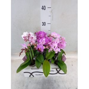 Phalaenopsis   ...mini