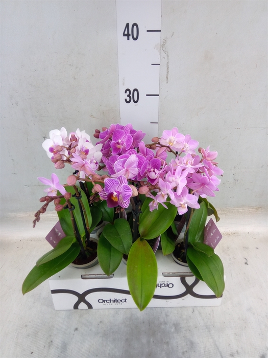 <h4>Phalaenopsis   ...mini</h4>