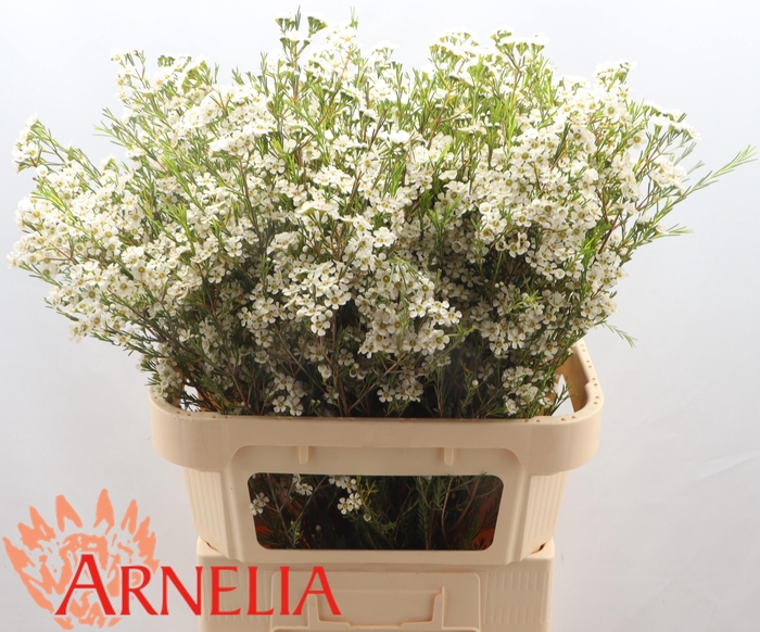 <h4>Chamelaucium pelaco</h4>