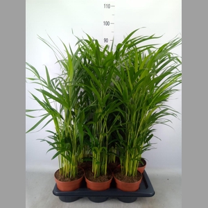 Dypsis lutescens   ...Chrysalidoca