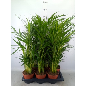 Dypsis lutescens   ...Chrysalidoca