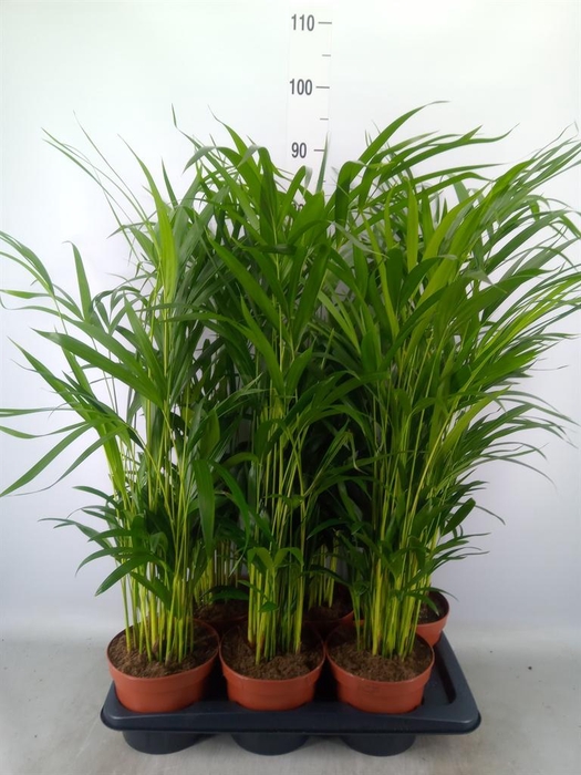 <h4>Dypsis lutescens   ...Chrysalidoca</h4>