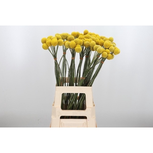 Craspedia Yellow Xl