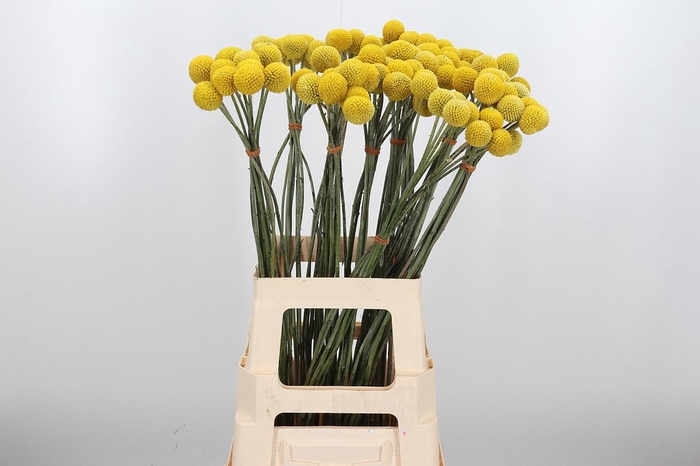 <h4>Craspedia Yellow Xl</h4>