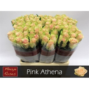 R GR PINK ATHENA