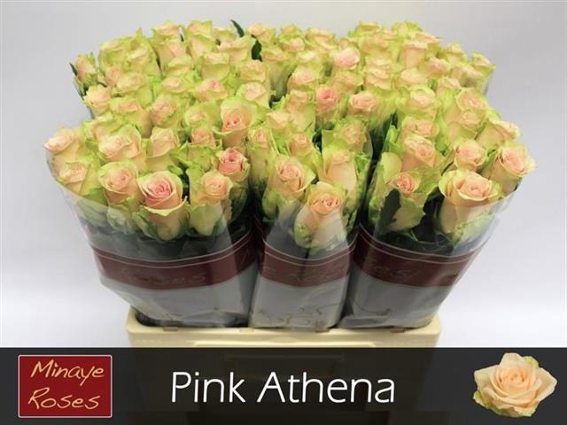 <h4>R GR PINK ATHENA</h4>