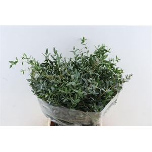 Euca Parvifolia Short 150gr P Bunch