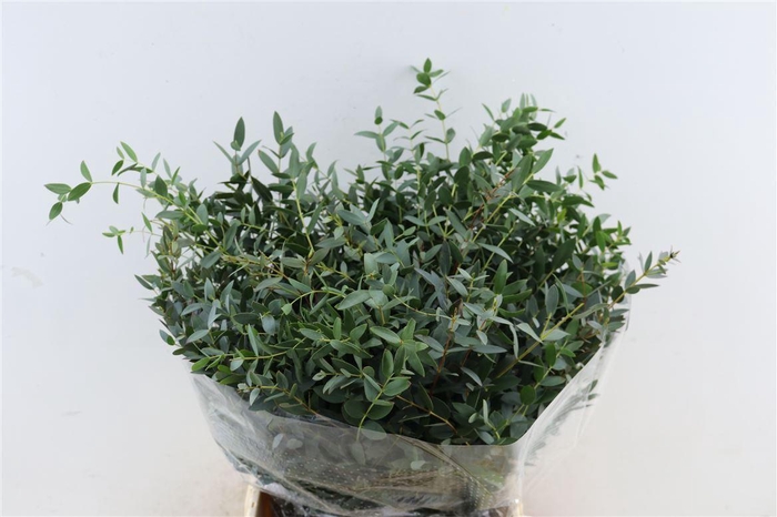 Euca Parvifolia Short 150gr P Bunch