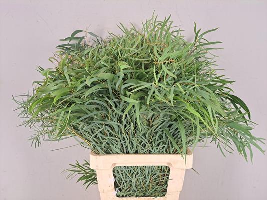 <h4>Eucalyptus Nicholii Bs</h4>