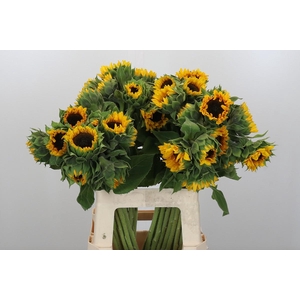 Helianthus Orange Fire