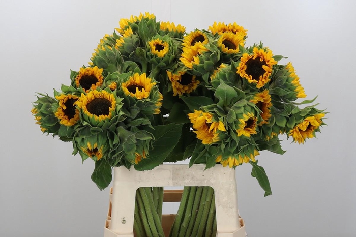 <h4>Helianthus Orange Fire</h4>