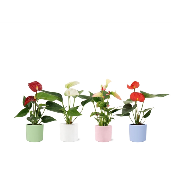 <h4>Anthurium Pearl 4 color mix in Eva summer ceramics</h4>