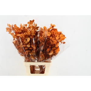 DF Lunaria BS Orange