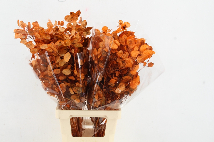 <h4>DF Lunaria BS Orange</h4>