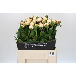 Paeonia Snow Mountain