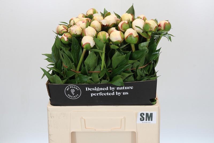 <h4>Paeonia Snow Mountain</h4>