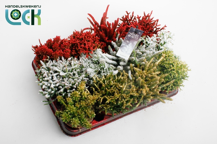 <h4>RHIPSALIS GEM</h4>