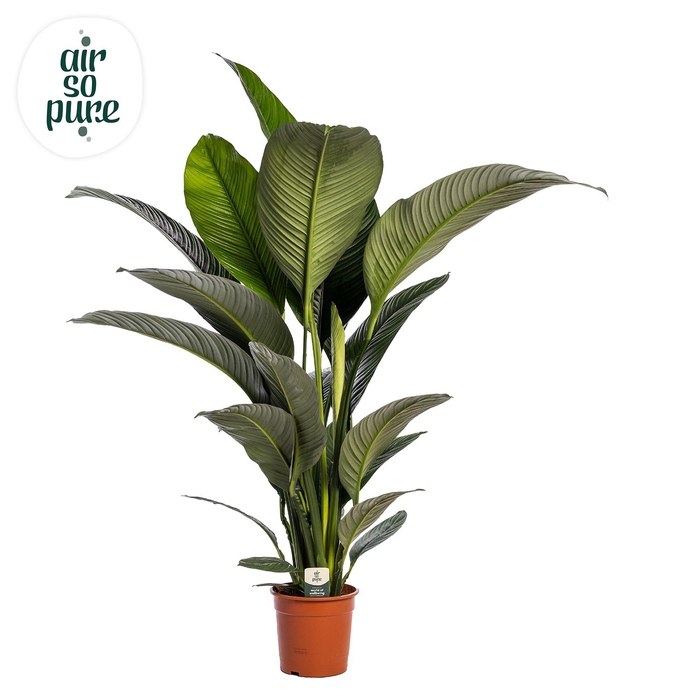 <h4>Spathiphyllum 'Sensation' ASP Zonder Bloem</h4>