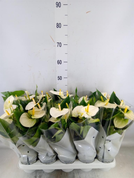 <h4>Anthurium andr. 'Cocos'</h4>