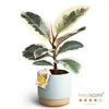 FICUS ELASTICA P12