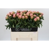 Paeonia Jacorma