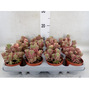 Sedum rubrotinctum 'Aurora'