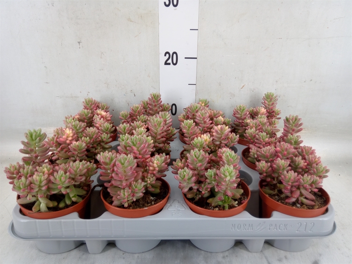 <h4>Sedum rubrotinctum 'Aurora'</h4>