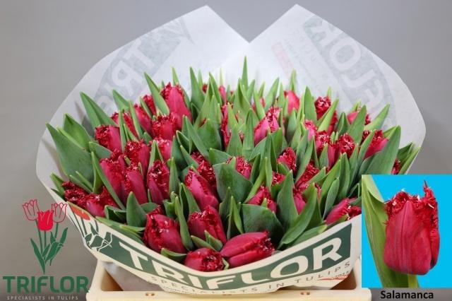 <h4>TU FR SALAMANCA</h4>