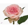 R Gr Parfum Pink O Hara