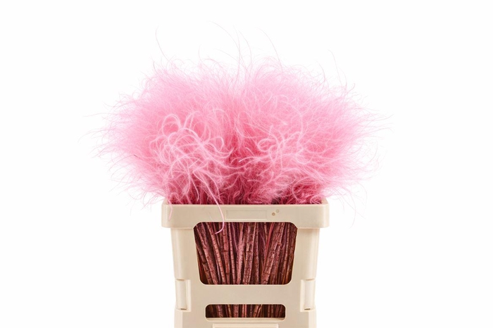 <h4>Dried Stypha Penata Light Pink (10 Toef) Bunch</h4>