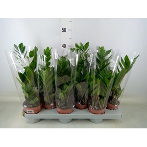 Zamioculcas zamiifolia