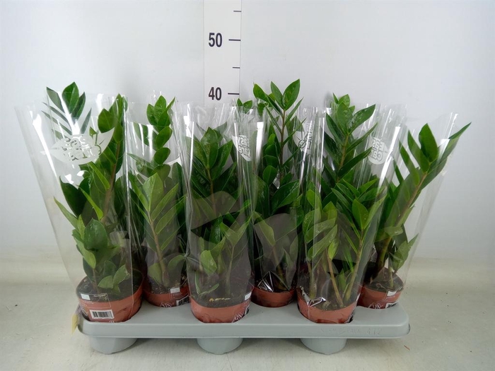 <h4>Zamioculcas zamiifolia</h4>