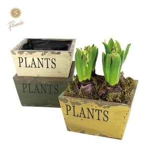 (4903) Hyacint Old Wood [L] 4PP Mos