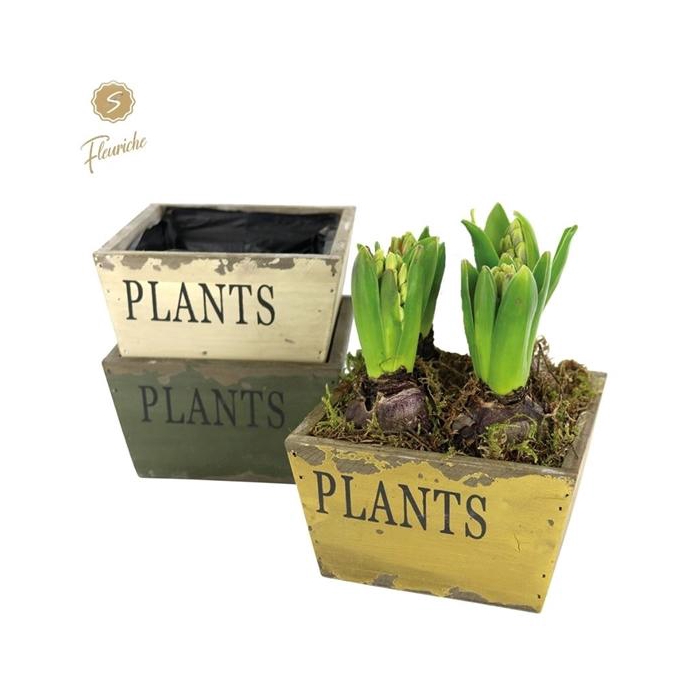 <h4>(4903) Hyacint Old Wood [L] 4PP Mos</h4>