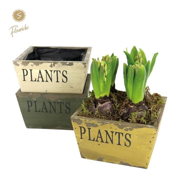 <h4>(4903) Hyacint Old Wood [L] 4PP Mos</h4>