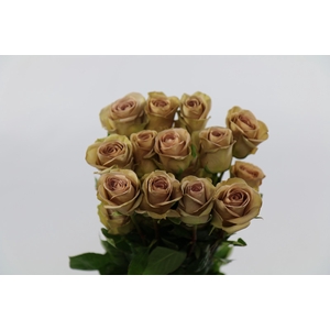 Rosa ec amnesia