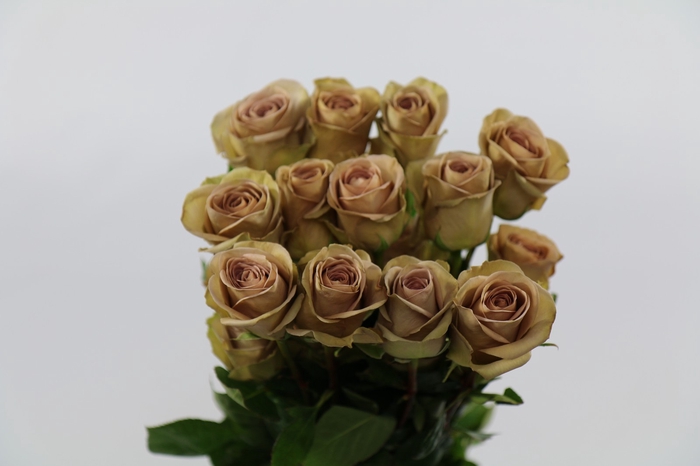 <h4>Rosa ec amnesia</h4>