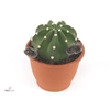 ECHINOPSIS OXYGONA